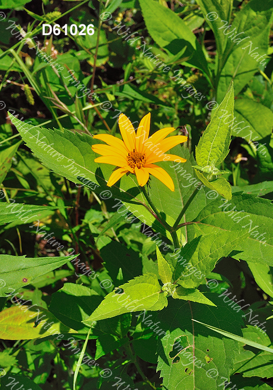 False Sunflower (Heliopsis helianthoides)